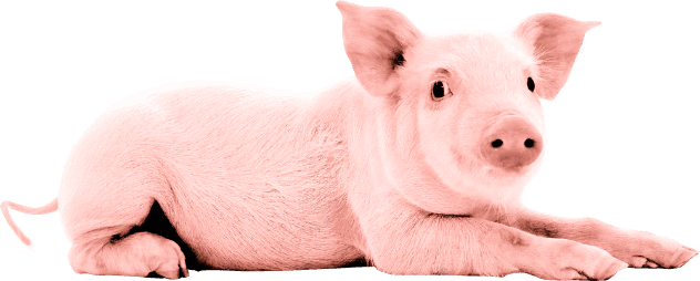 pig image
